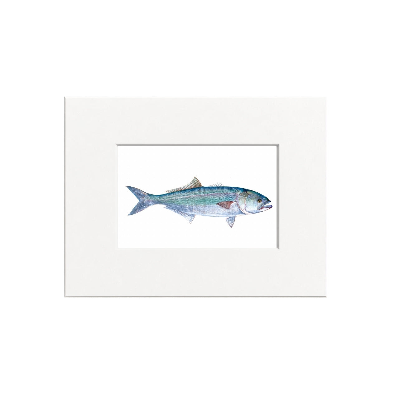 Bluefish Giclee Print