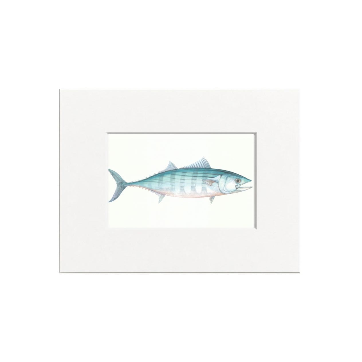 Bonito