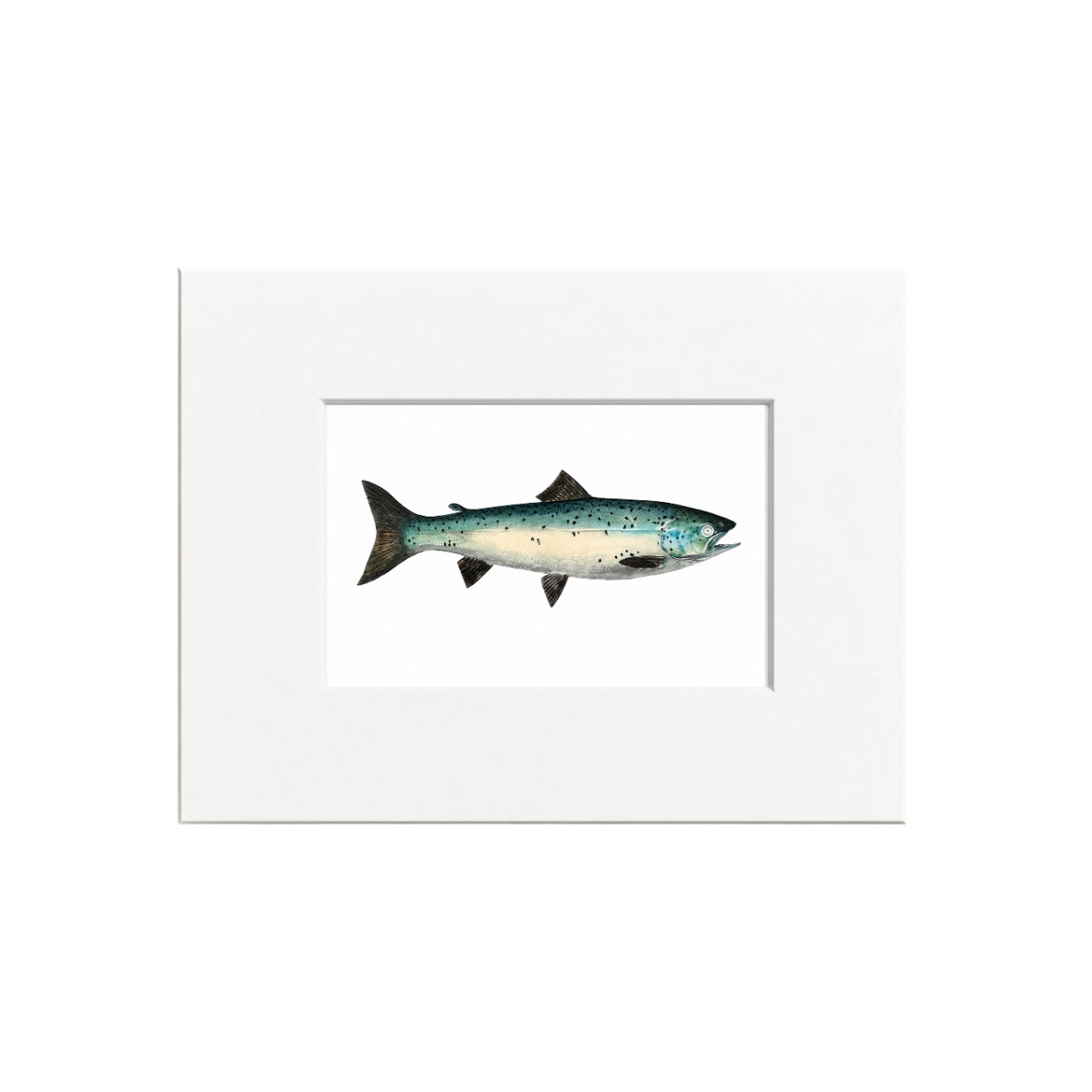 Atlantic Salmon Giclee Print