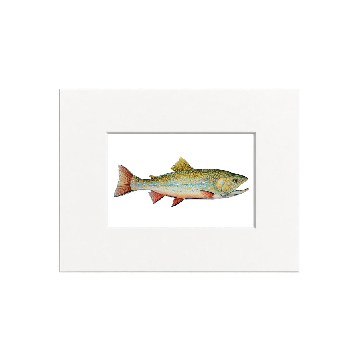 Brook Trout Giclee Print