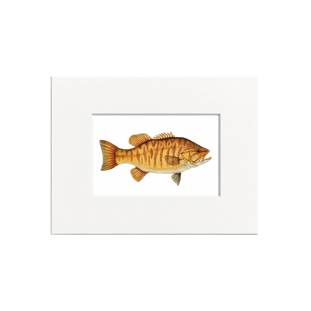 Smallmouth Bass