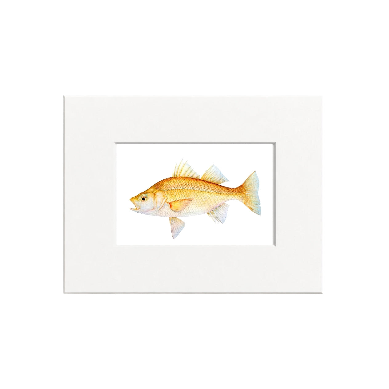 White Perch Giclee Print