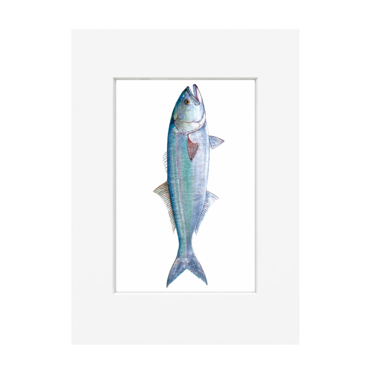 Bluefish Giclee Print