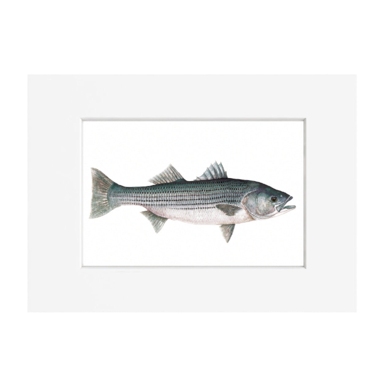 Striper Giclee Print