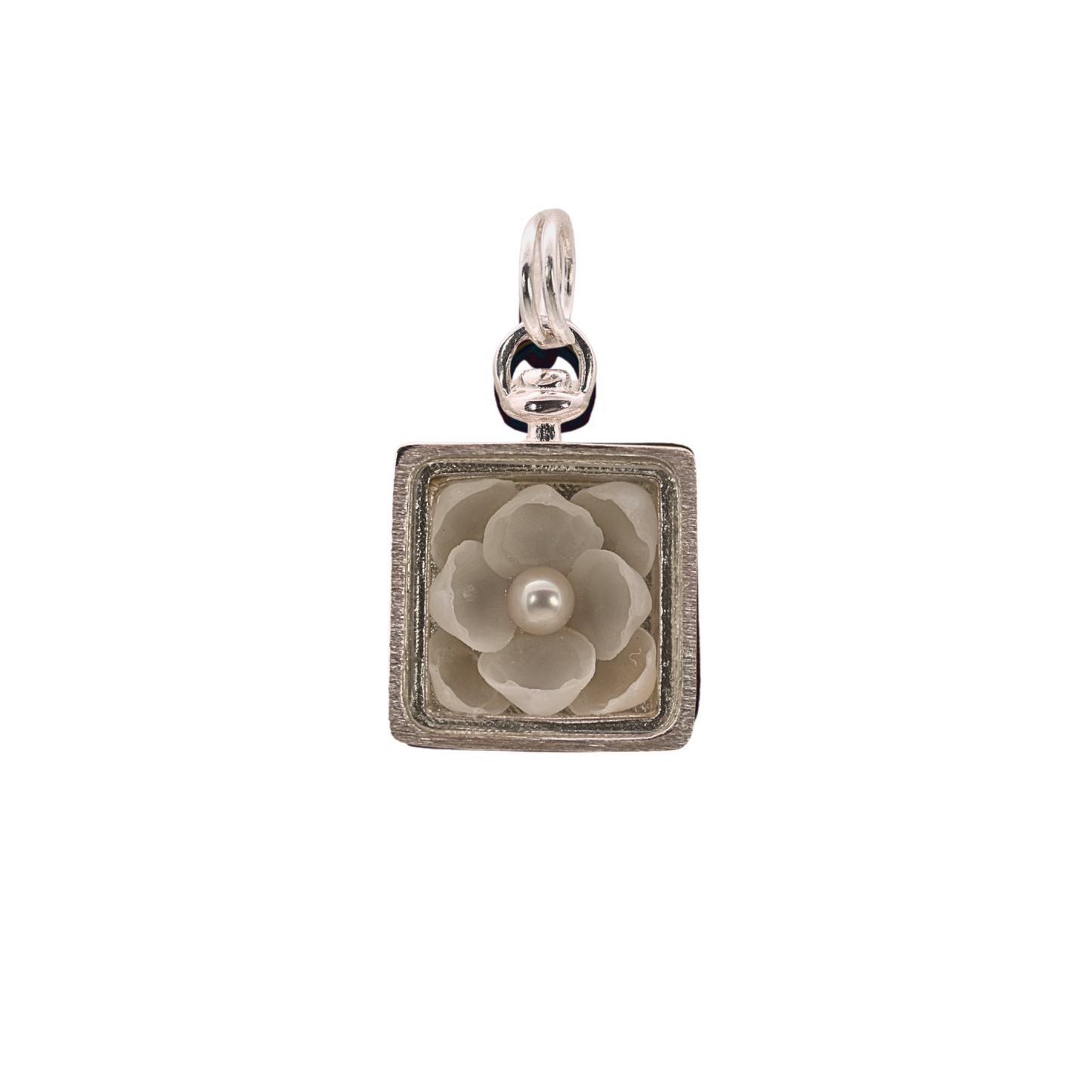 White Cup Shell Collector's Box