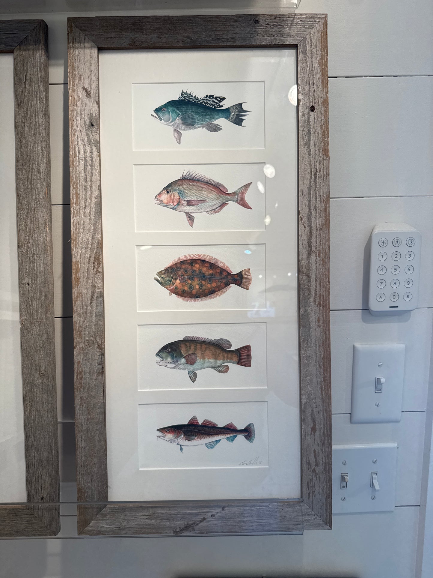 Driftwood Framed Print