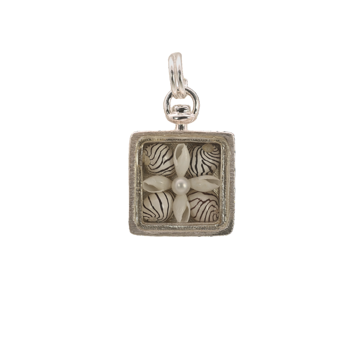 Zebra Shell Collector's Box