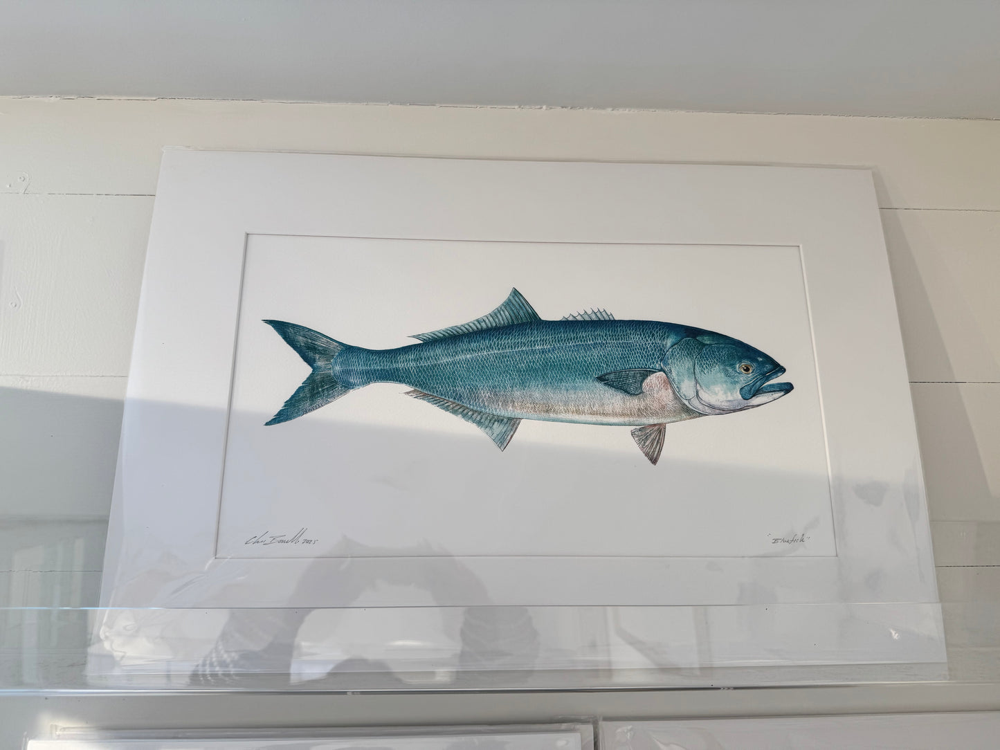Ocean Life Medium Prints