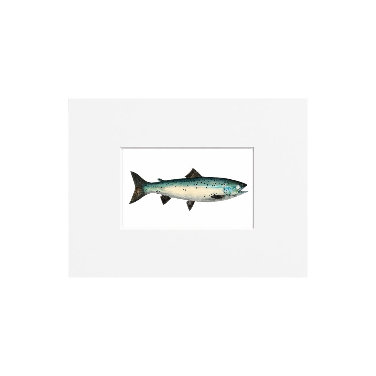 Atlantic Salmon Giclee Print