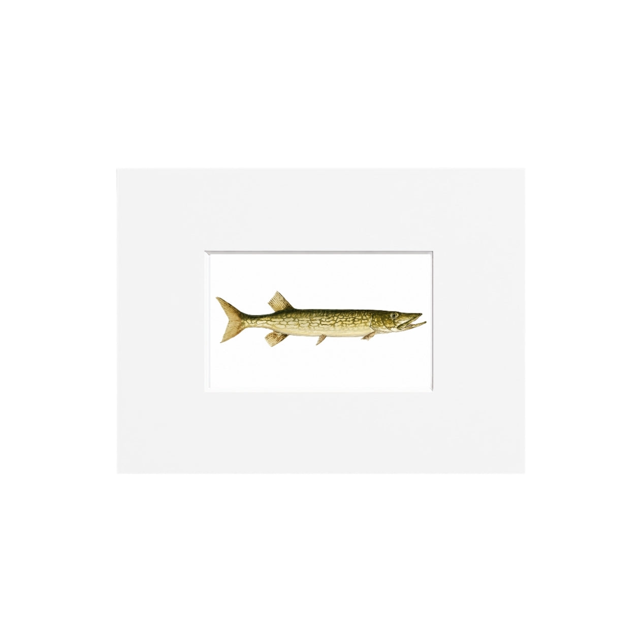 Chain Pickerel Giclee Print