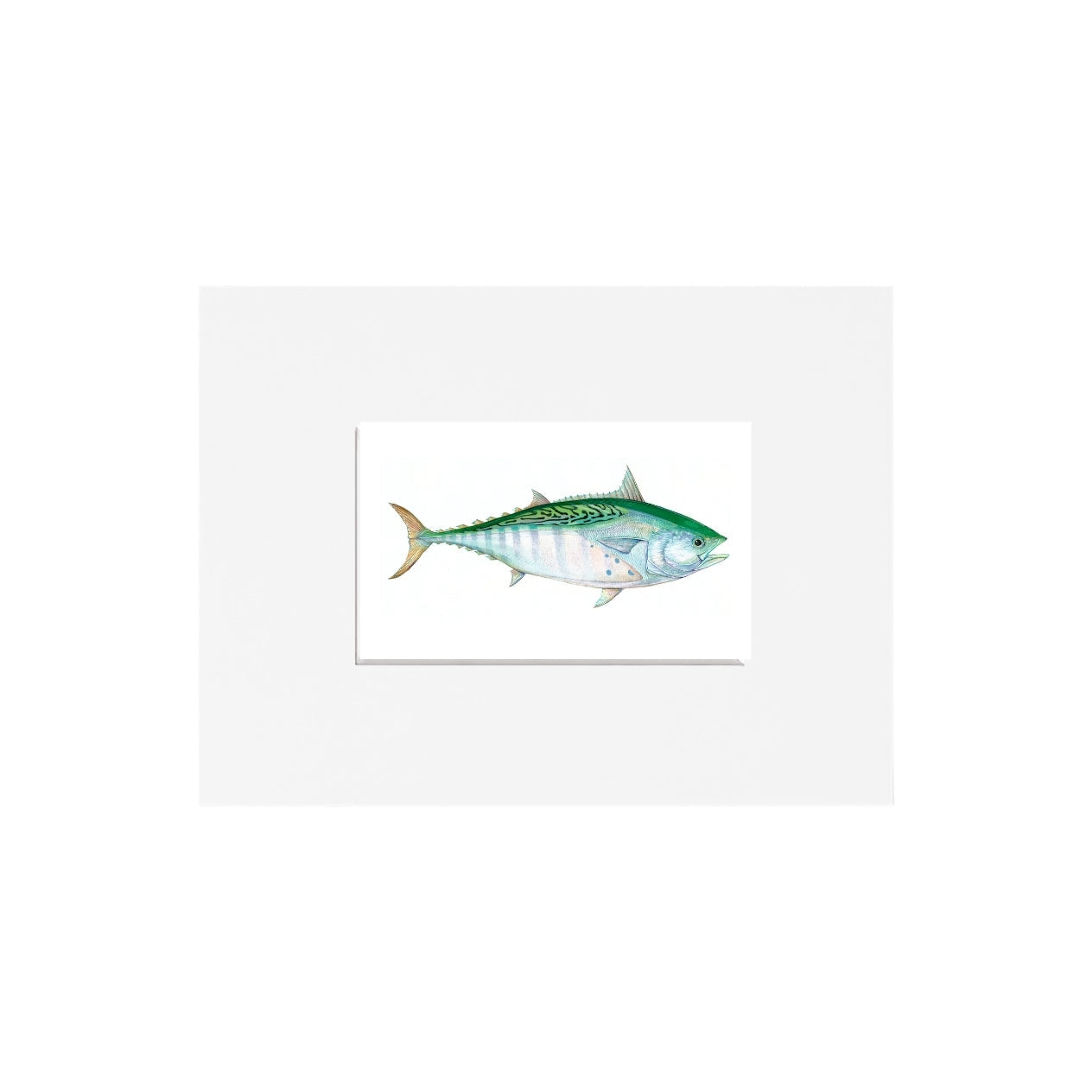 False Albie Giclee Print