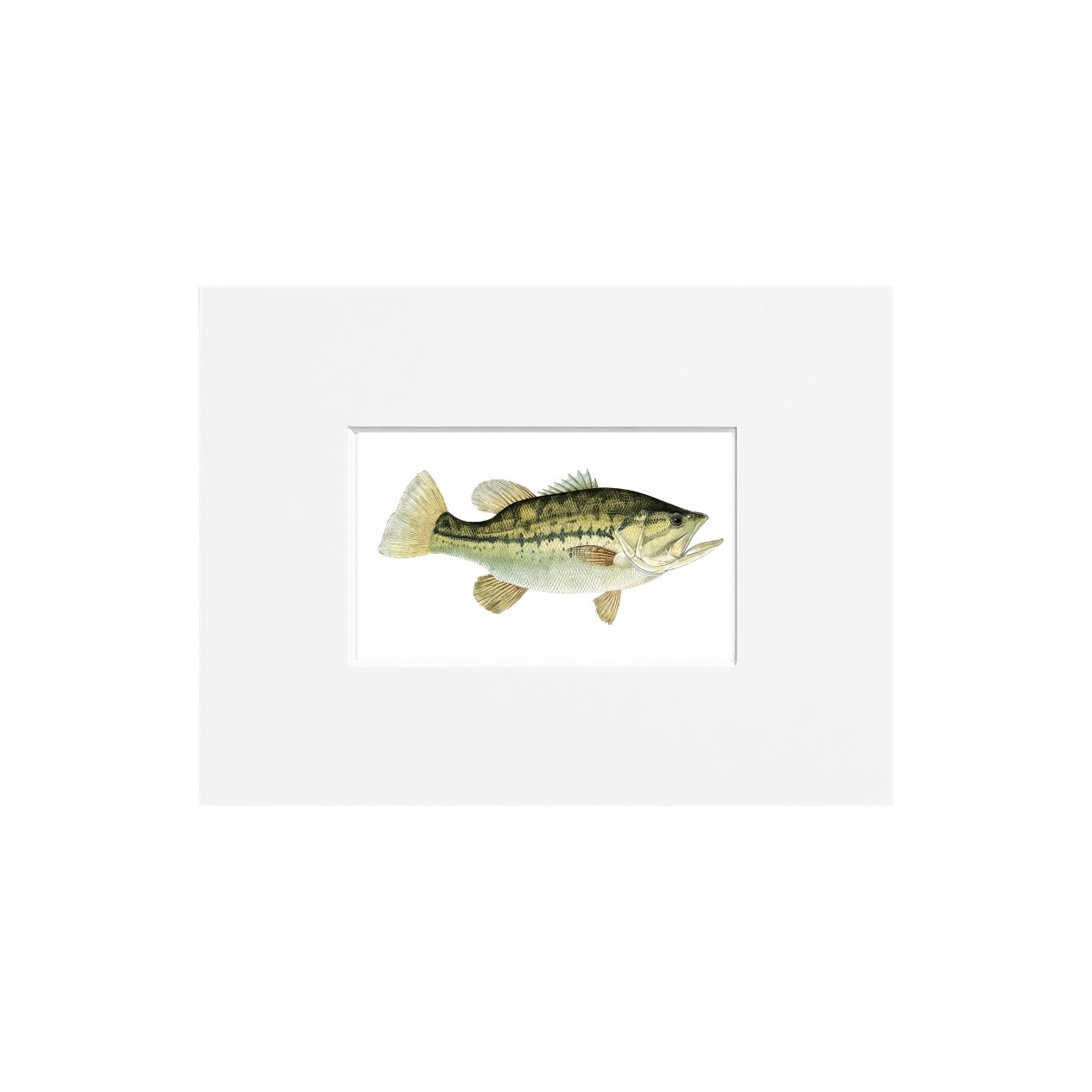 Largemouth Bass