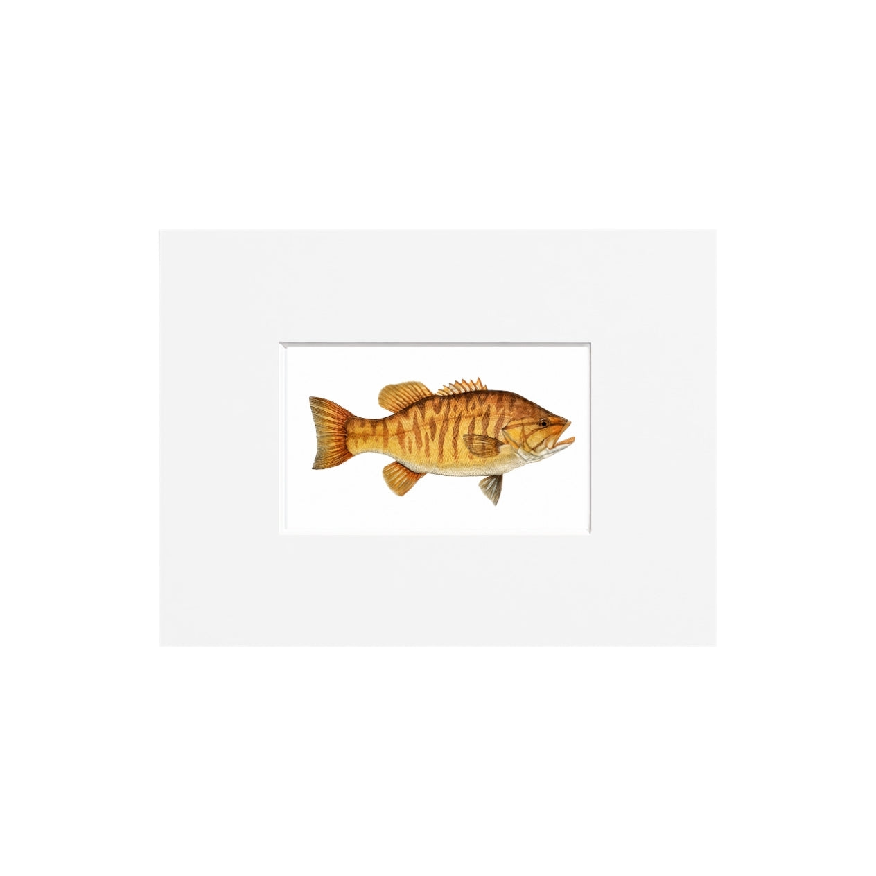 Smallmouth Bass