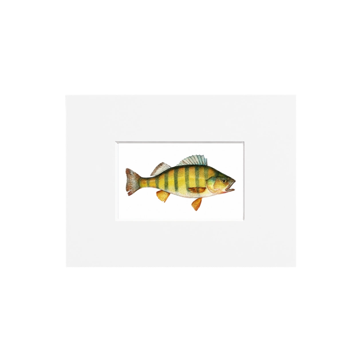 Yellow Perch Giclee Print