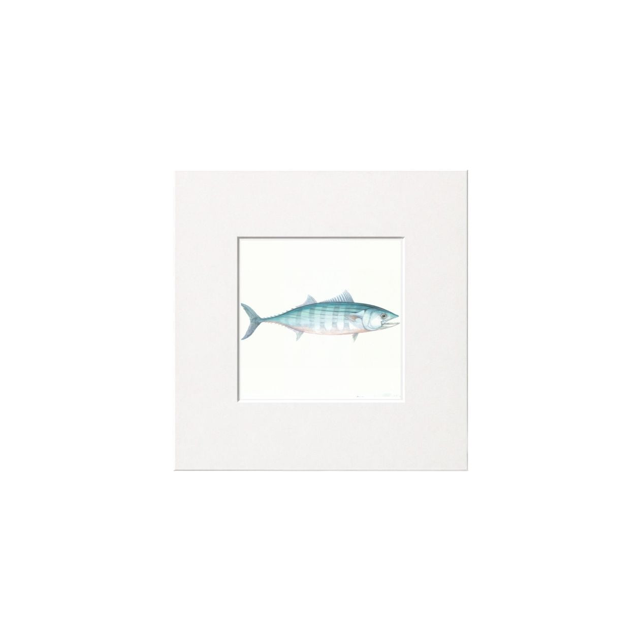 Bonito