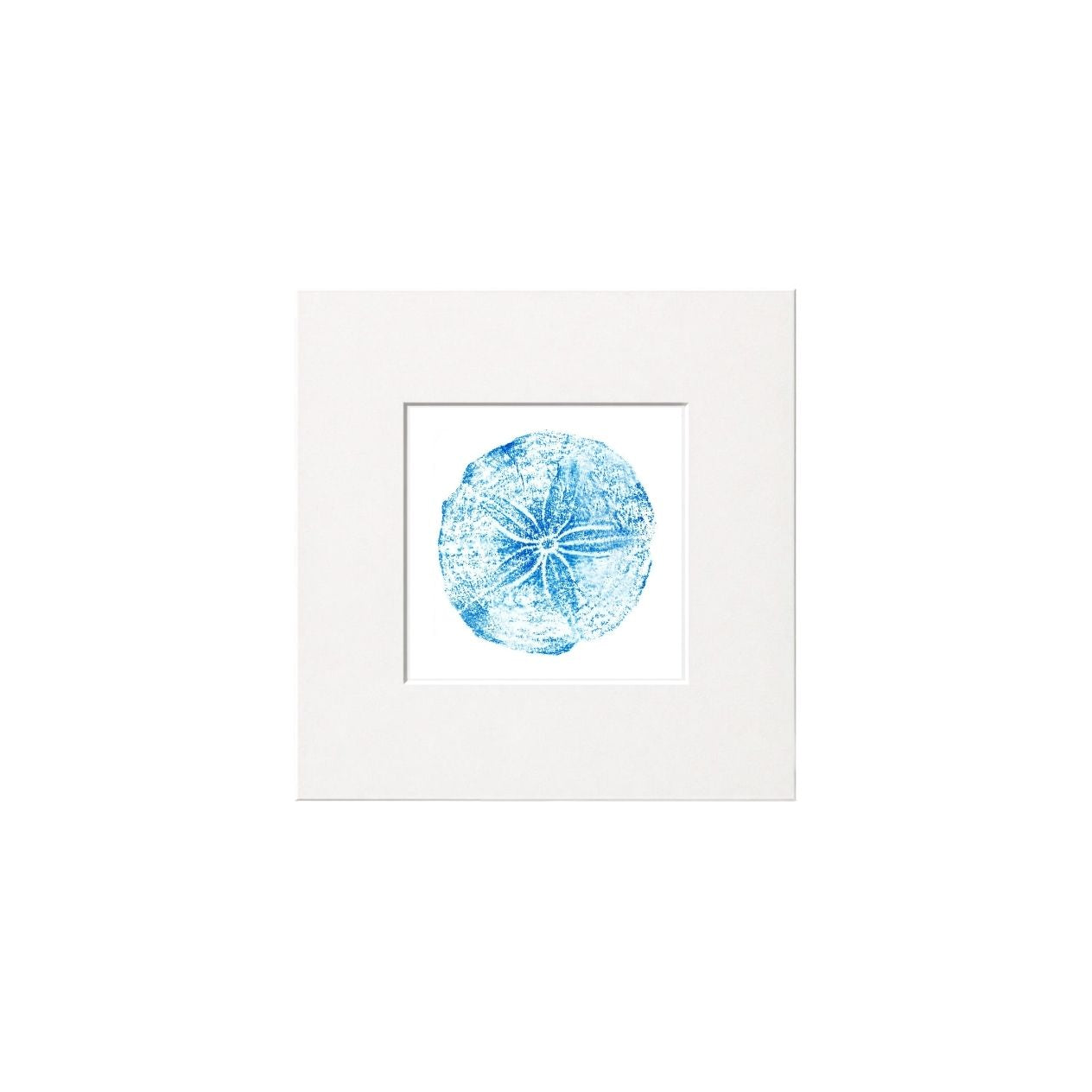 Sand Dollar Print
