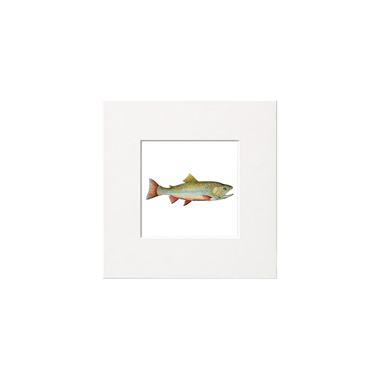 Brook Trout Giclee Print