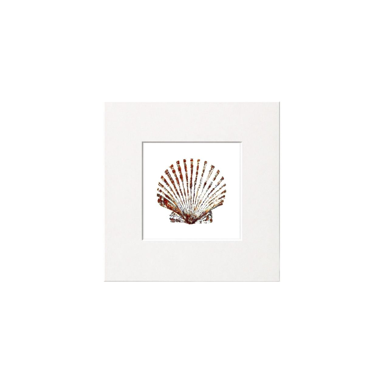 Scallop Giclee Print
