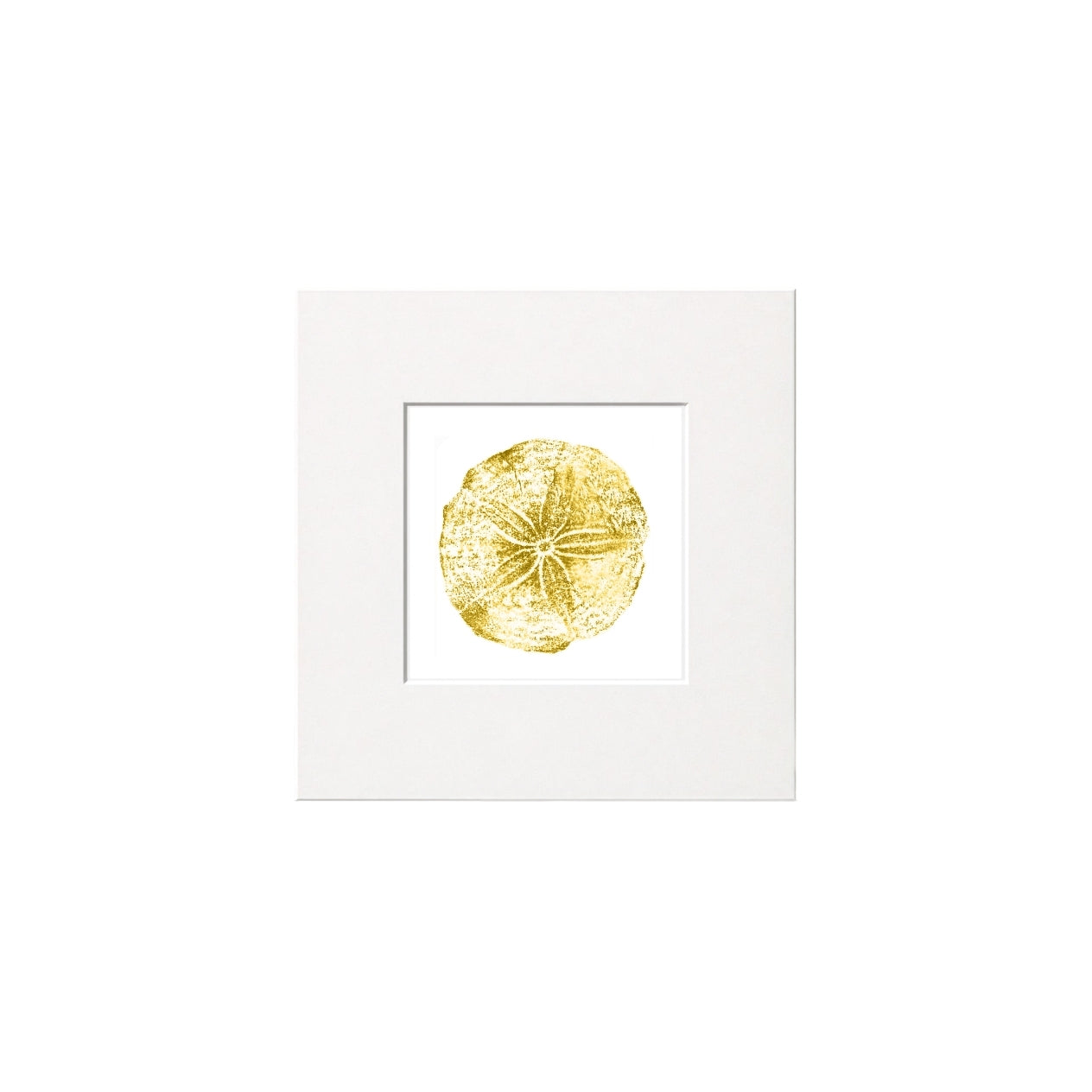 Sand Dollar Print