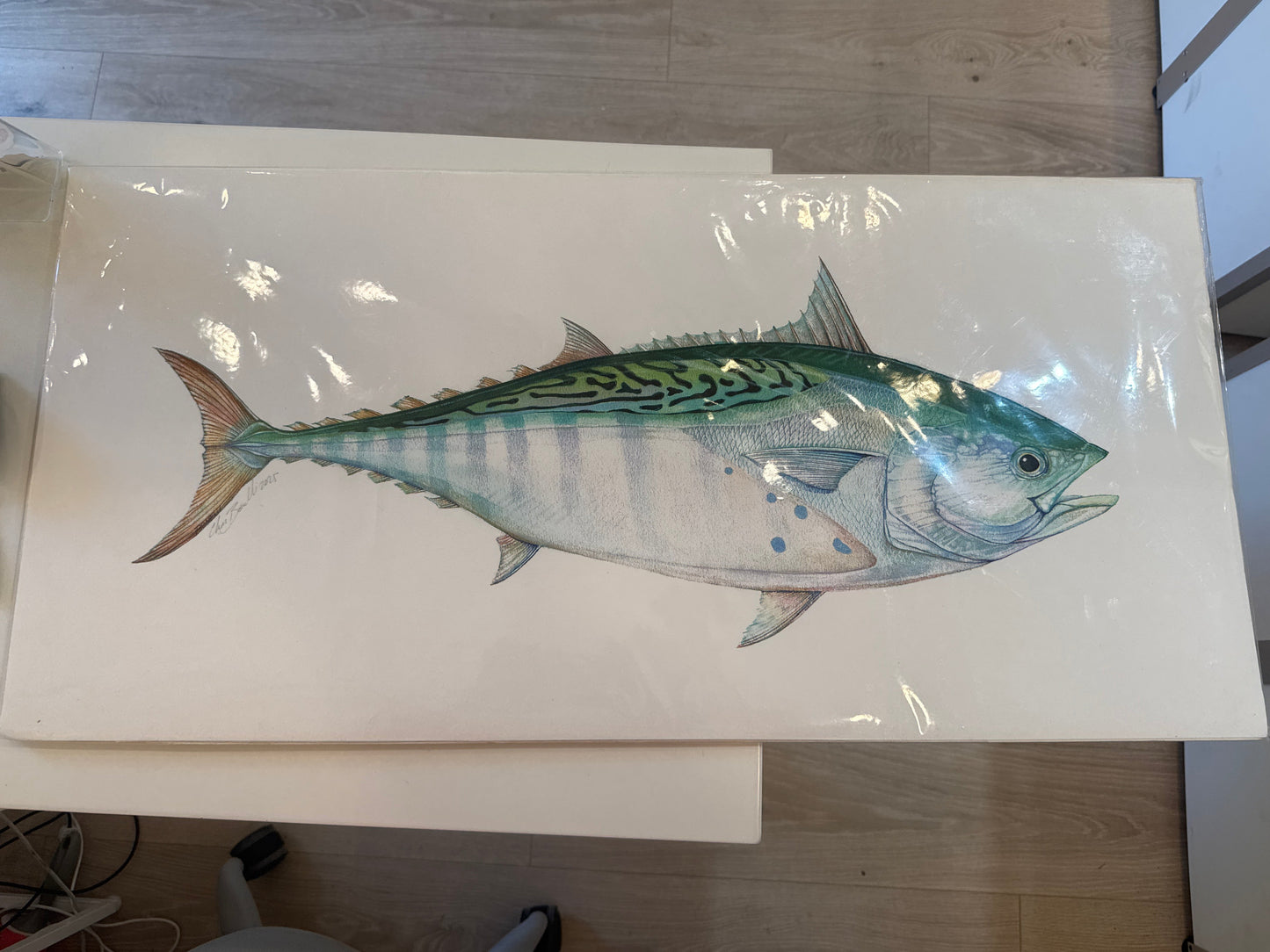 False Albacore Large Print