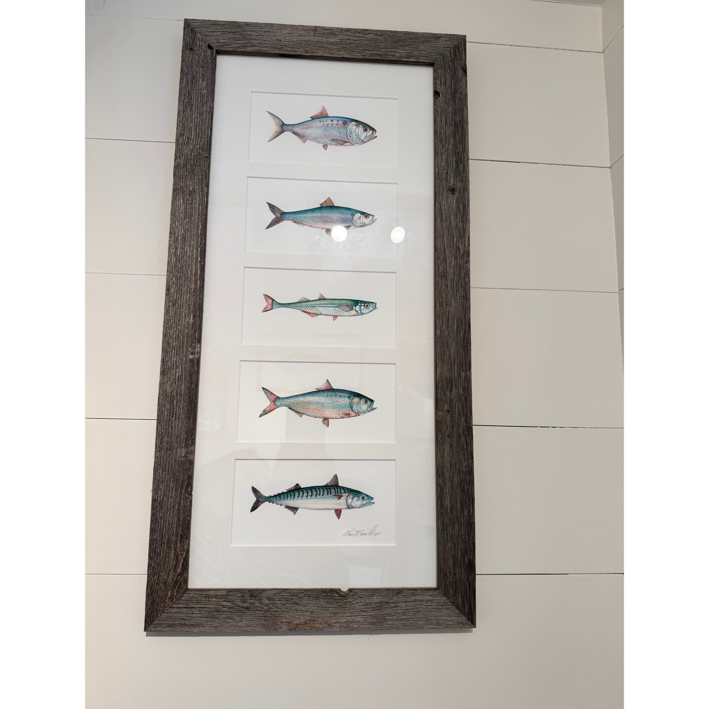 Framed artwork of fish on a white background