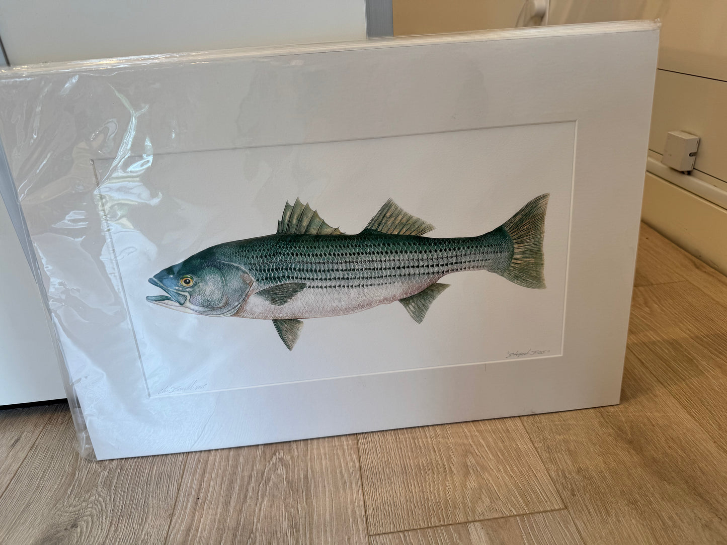 Ocean Life Medium Prints