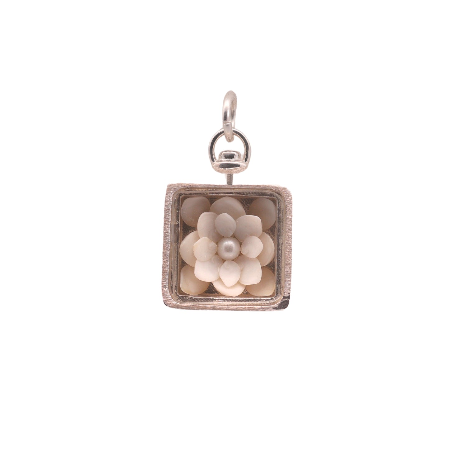 White Operculum Collector's Box