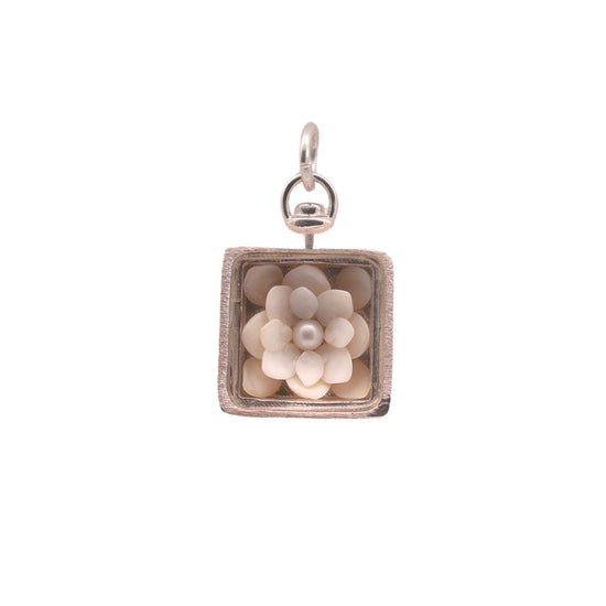 White Operculum Collector's Box